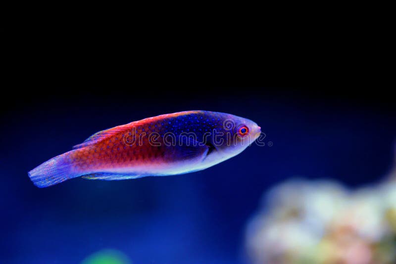 Bluehead Fairy Wrasse - Cirrhilabrus cyanopleura royalty free stock image