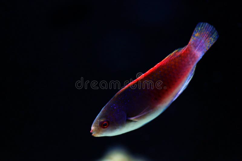 Bluehead Fairy Wrasse - Cirrhilabrus cyanopleura royalty free stock photo