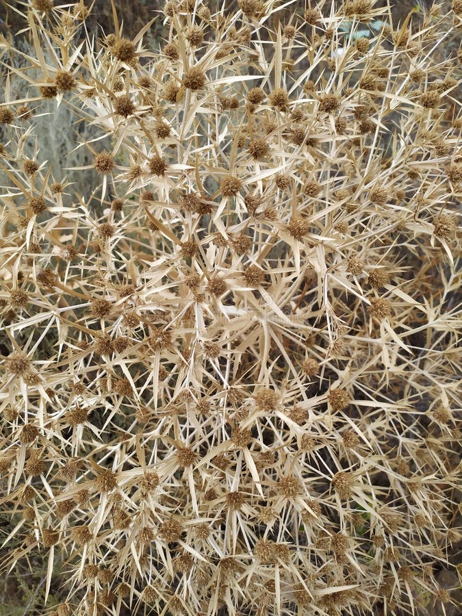 Eryngium or Eryngium planum the dry grass in southern fields. Eryngium or Eryngium planum the dry grass in southern fields