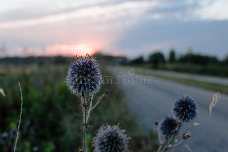 Bluehead flower close-up at sunset. concept of wild plants and wildflowers.