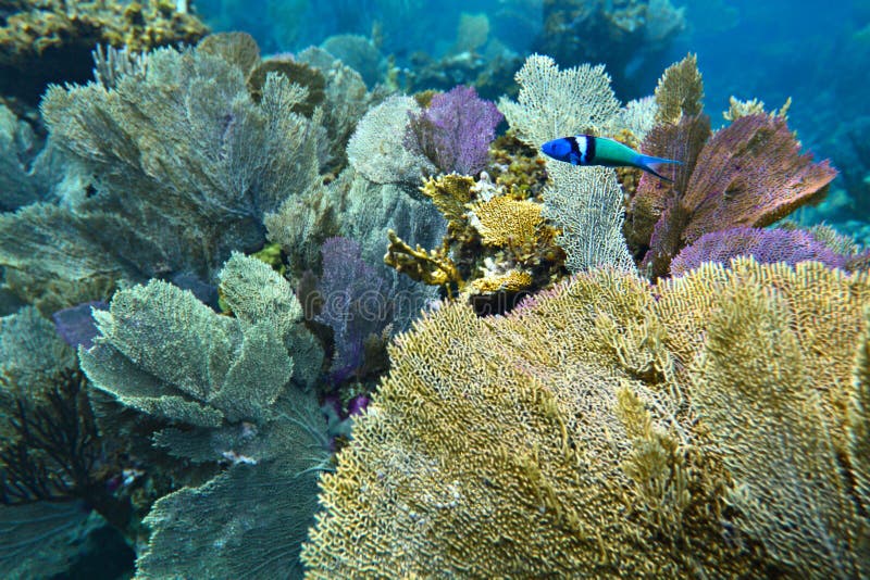 Bluehead wrasse fish on the colorful seaweed background, shallow focus