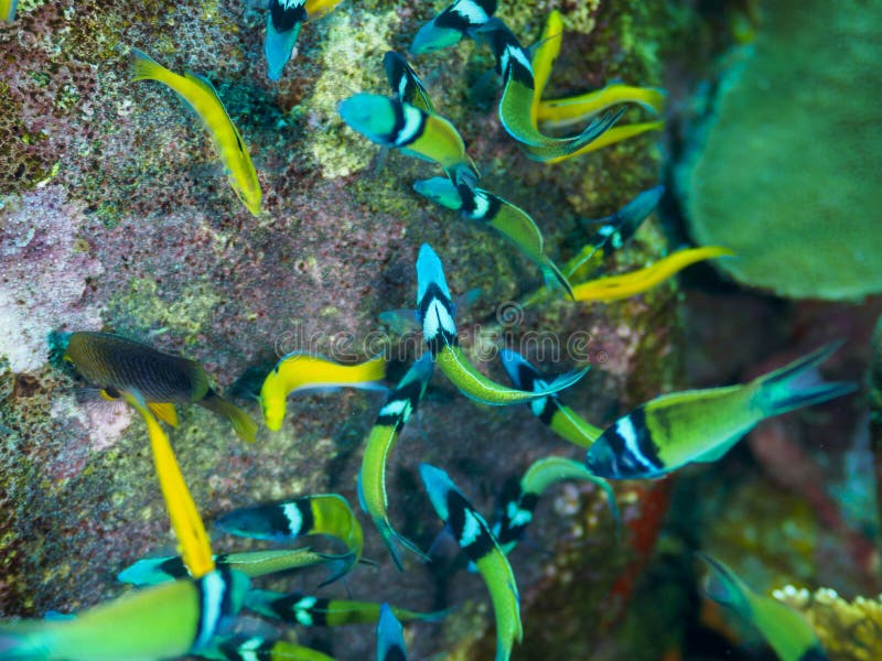 bluehead wrasse, Thalassoma bifasciatum. Wildlife and nature images from above and below the surface in Curaçao, Lesser Antilles, Caribbean. bluehead wrasse, Thalassoma bifasciatum. Wildlife and nature images from above and below the surface in Curaçao, Lesser Antilles, Caribbean