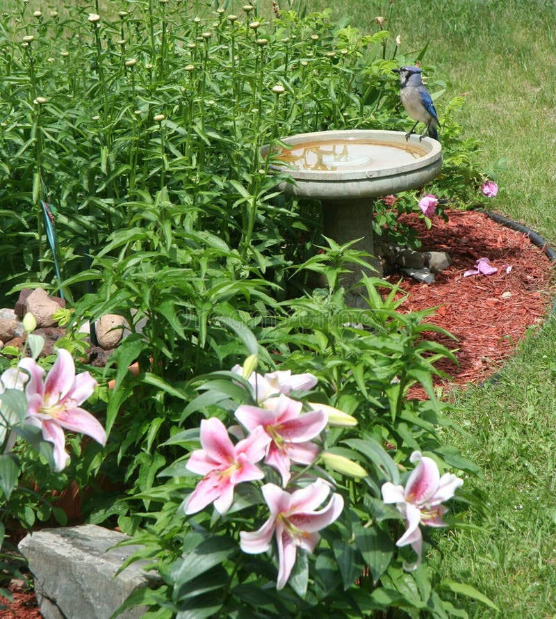 Bluejay on birdbath royalty free stock photo