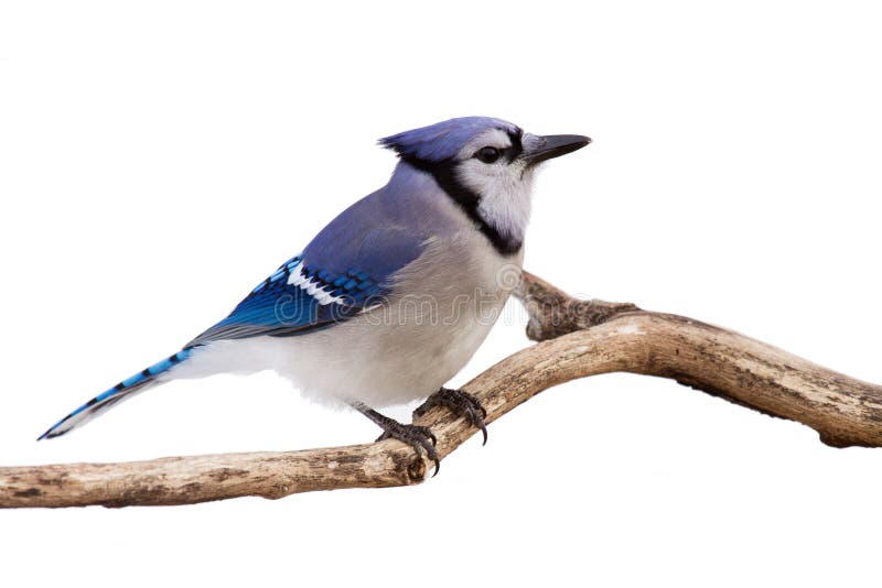 Bluejay observador em uma filial fotografia de stock royalty free Bluejay observador em uma filial fotografia de stock royalty free