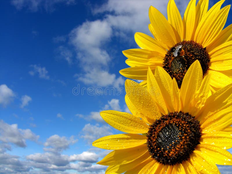 Blue sky and 2 sunflowers, in the summer. Blue sky and 2 sunflowers, in the summer.