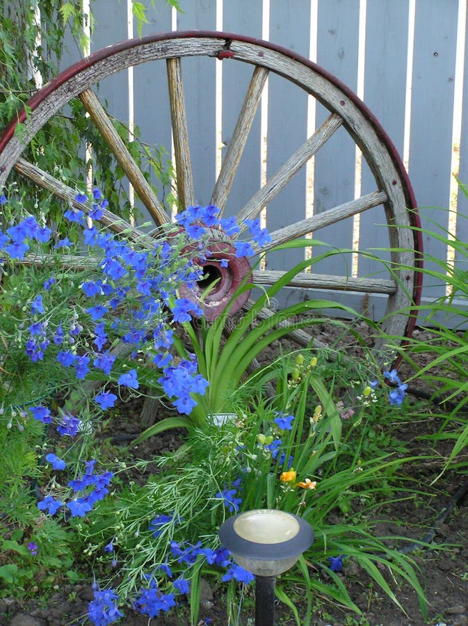 Antique wagon wheel fronted by dainty blue flowers. Antique wagon wheel fronted by dainty blue flowers.