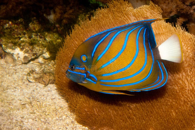 Bluering Angelfish in Aquarium