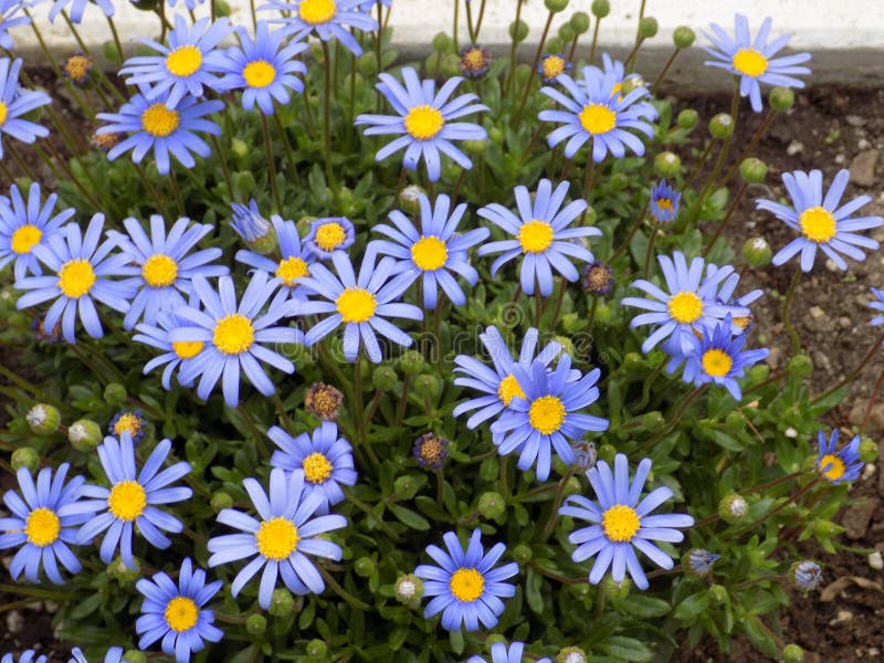 Blues daisies stock image. Image of green, plants, daisies 111055893