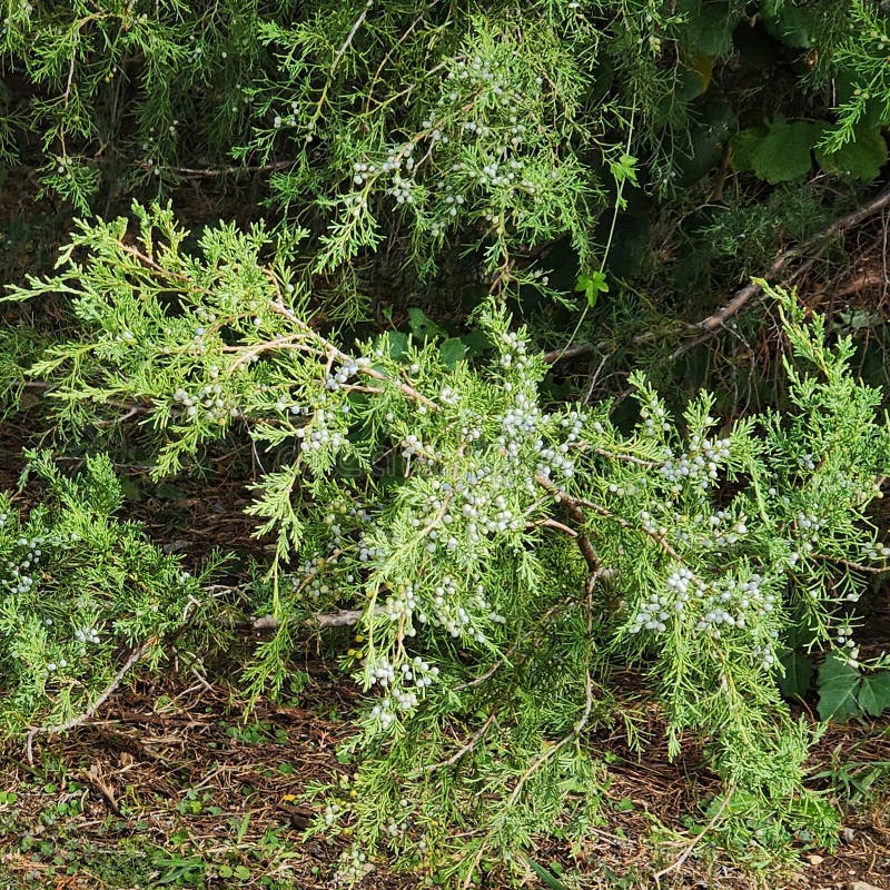Blues Spruce Berries on Branches Stock Image Image of banches