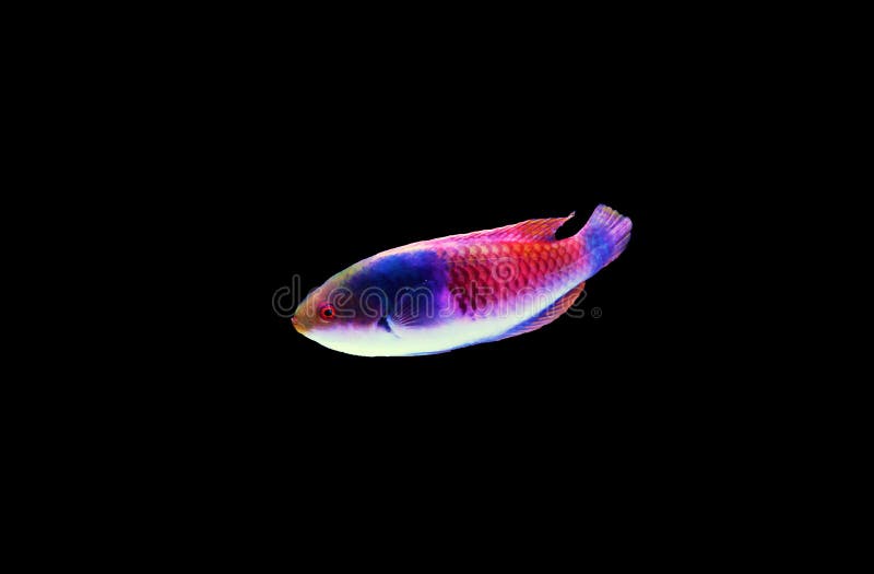 Blueside wrasse fish - cirrhilabrus cyanopleura royalty free stock photos