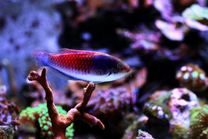 Blueside wrasse fish - cirrhilabrus cyanopleura stock photos