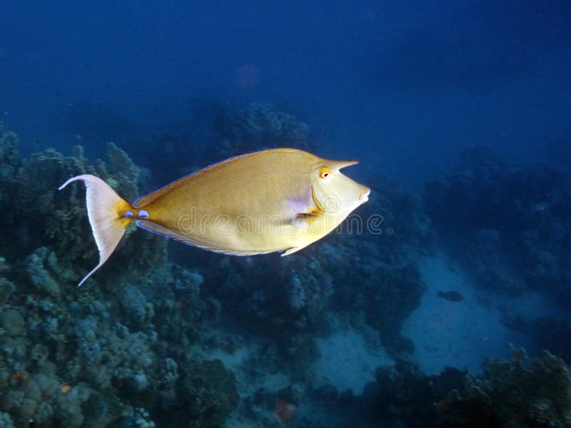 Bluespine Unicornfish in red sea