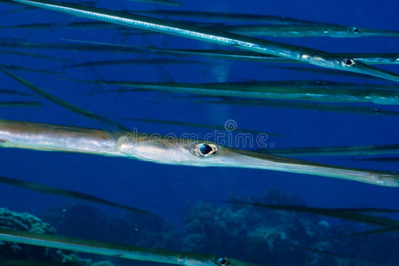 Bluespotted stock image. Image of tropical 27552939