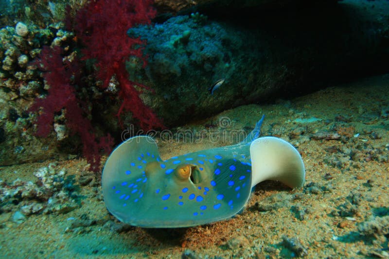 Bluespotted Stingray (Taeniura lymma) in the Red Sea