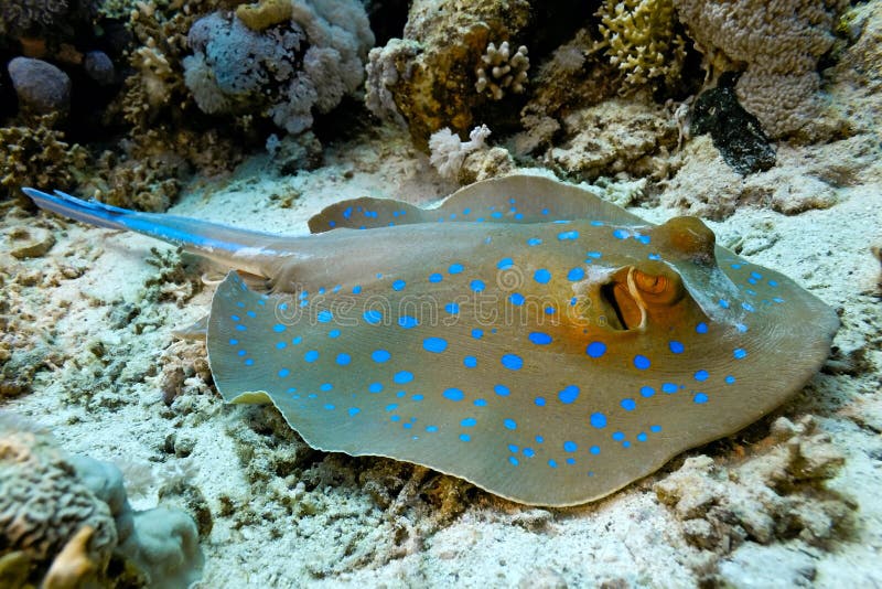 Bluespotted stingray from red sea