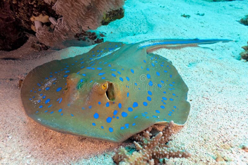 Bluespotted stingray from red sea