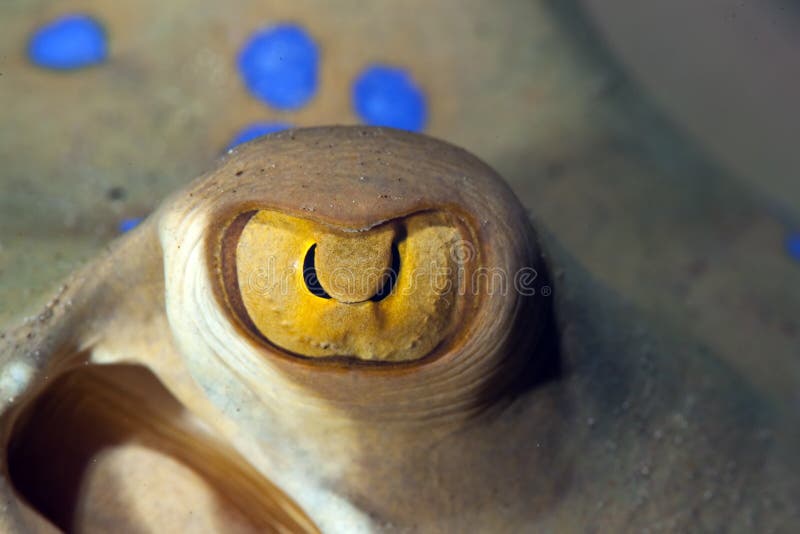 Bluespotted stingray close-up.