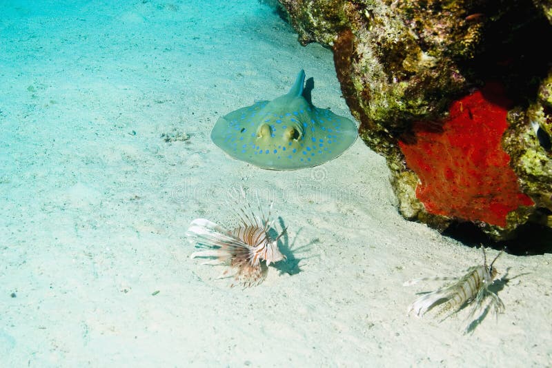 Bluespotted stingray and common lionfish