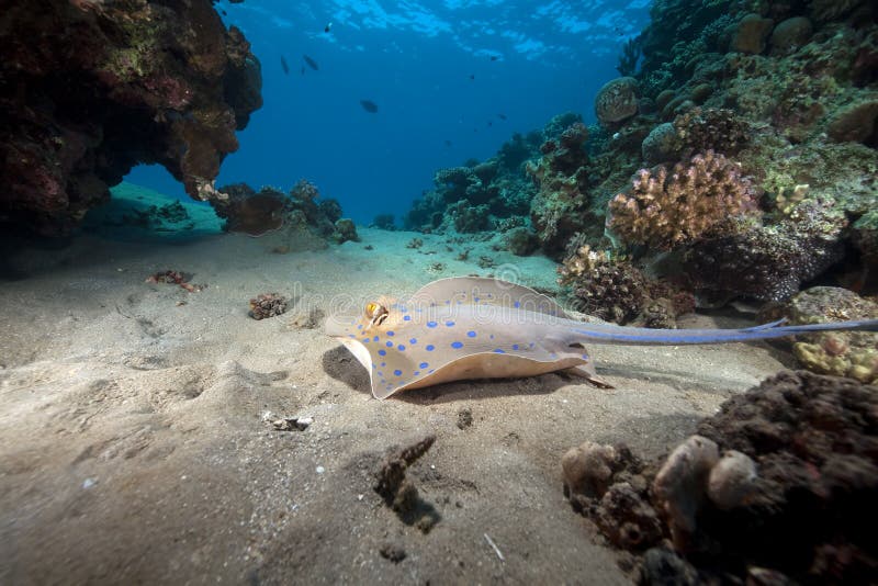 Bluespotted stingray and ocean.