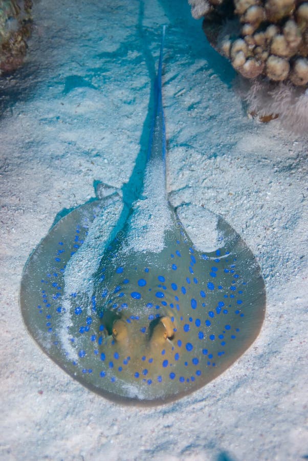 Bluespotted stingray resting in the sand