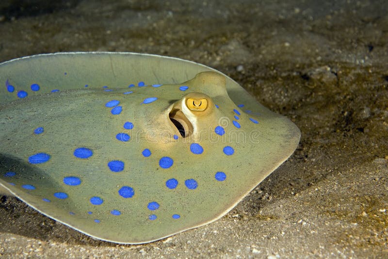 Bluespotted stingray (taeniura meyeni)