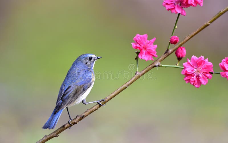 Bluetail Rouge-flanqué photos stock Bluetail Rouge-flanqué photos stock
