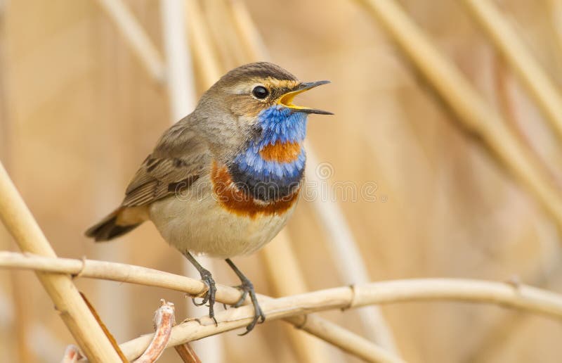 Bluethroat, luscinia svecica. Bird is singing