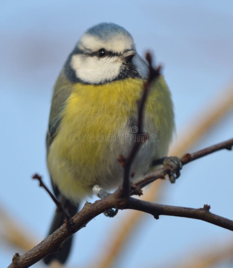 BlueTit denmark