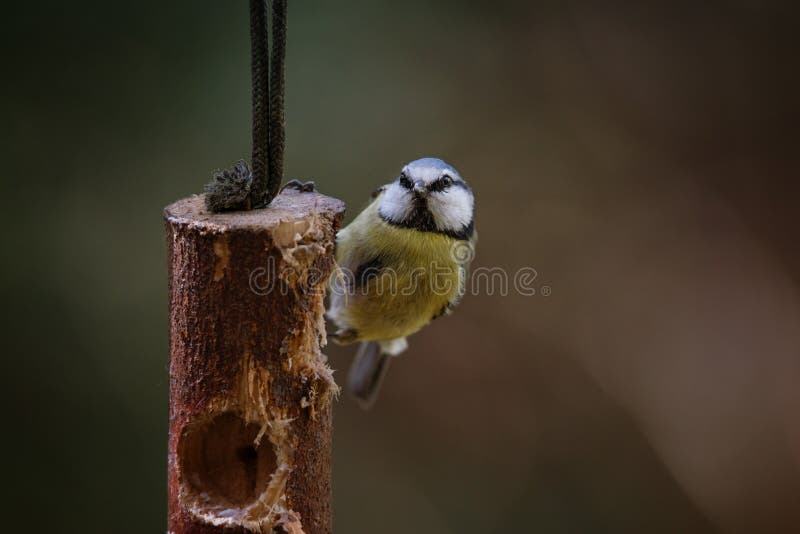 Bluetit Close Up Whilst Eating Stock Photo Image of flight, animal