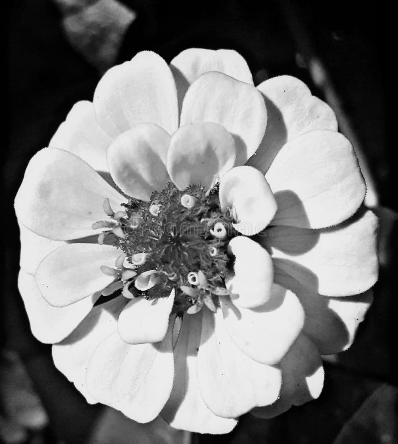 Blume lizenzfreies stockfoto Blume lizenzfreies stockfoto