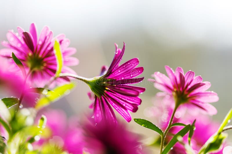 Blume stockbild