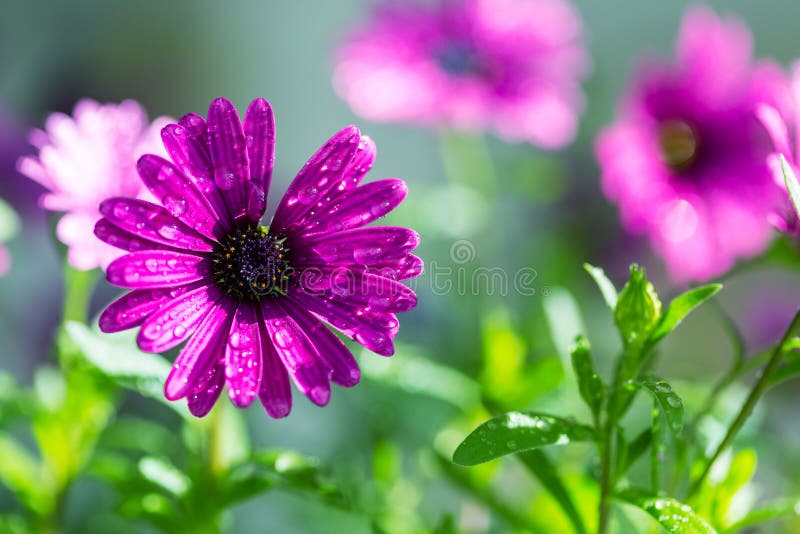 Blume lizenzfreies stockbild