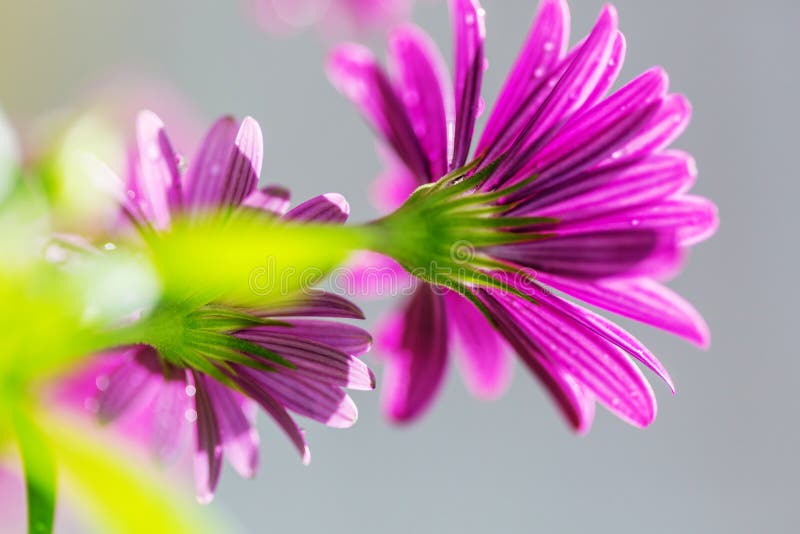 Blume lizenzfreie stockbilder