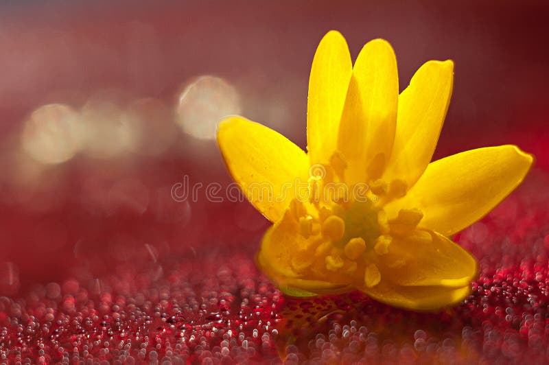 Blume lizenzfreies stockbild
