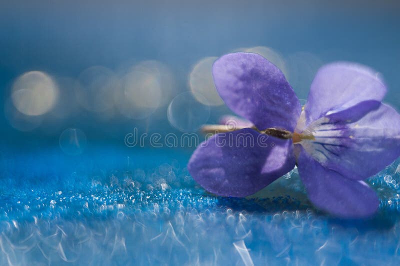 Blume lizenzfreie stockbilder