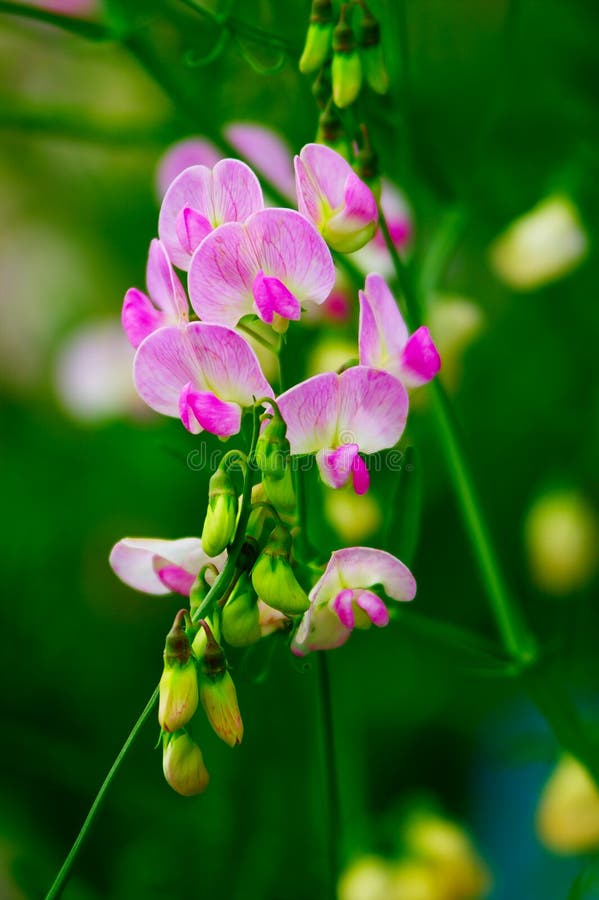 Blume der süßen Erbse stockbilder Blume der süßen Erbse stockbilder