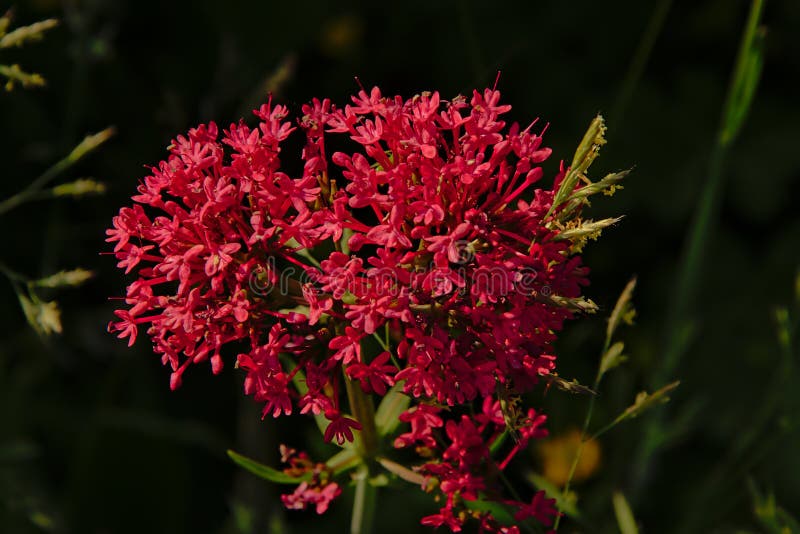 Blume des roten Baldrians im Garten - Centranthus ruber stockbilder Blume des roten Baldrians im Garten - Centranthus ruber stockbilder