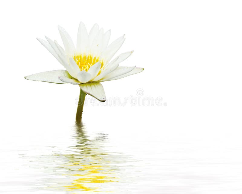 Blume des weißen Lotos stockfotos Blume des weißen Lotos stockfotos