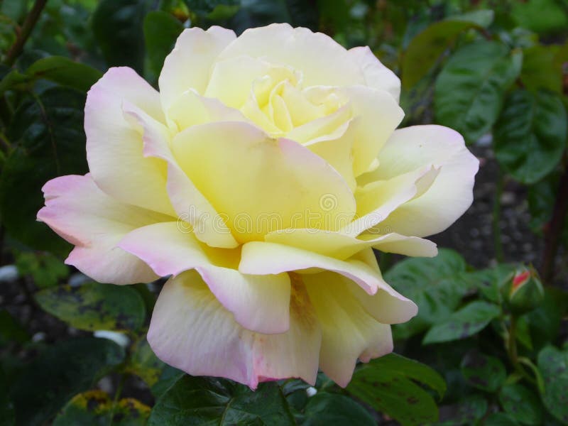 Blume - Frieden Rose