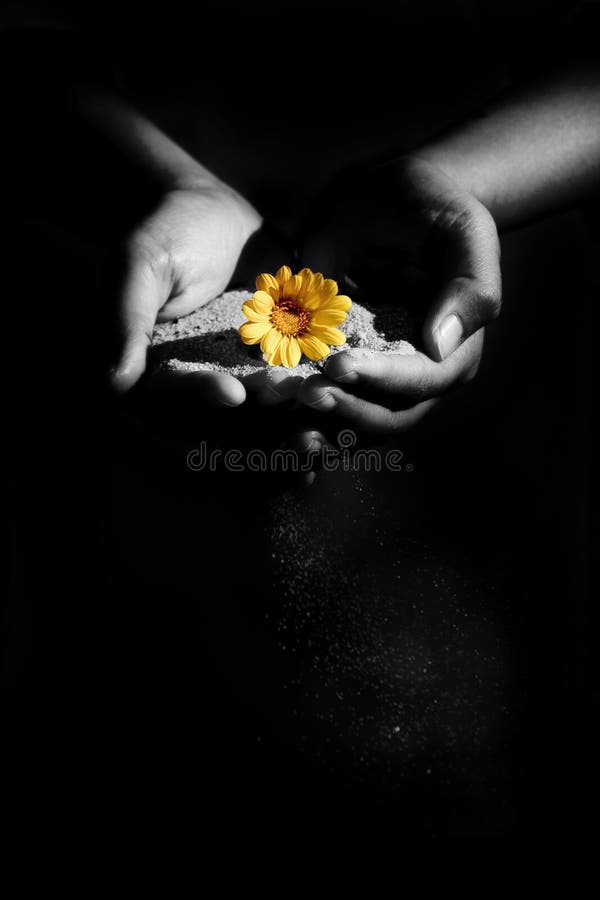 Blume für Sie Blume für Sie