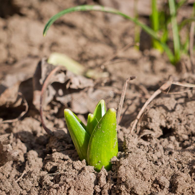 Blume heraus wachsen stockfoto. Bild von garten, entwicklung - 23940988