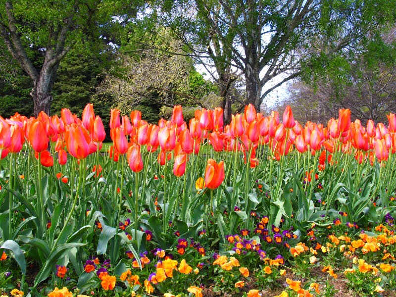 Blume im Garten stockbild. Bild von nave, blätter, bäume 3470347