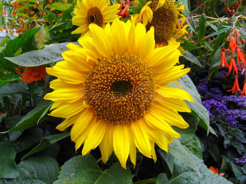 Blume im Garten stockbild. Bild von blumen, pfad, garten 4585929