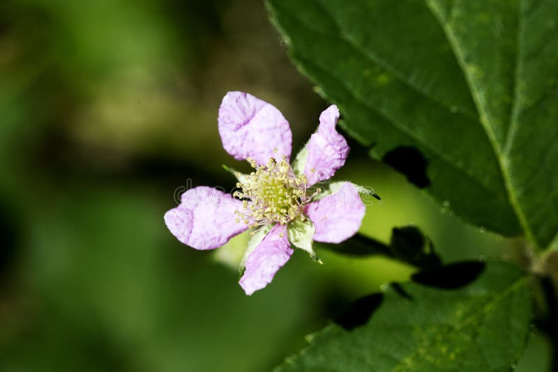 Blume Rubus occidentalis Rosaceaefamilienmakrohintergrundschöne kunst in den Druckprodukten der hohen Qualität fünfzig megapixels stockfotografie Blume Rubus occidentalis Rosaceaefamilienmakrohintergrundschöne kunst in den Druckprodukten der hohen Qualität fünfzig megapixels stockfotografie