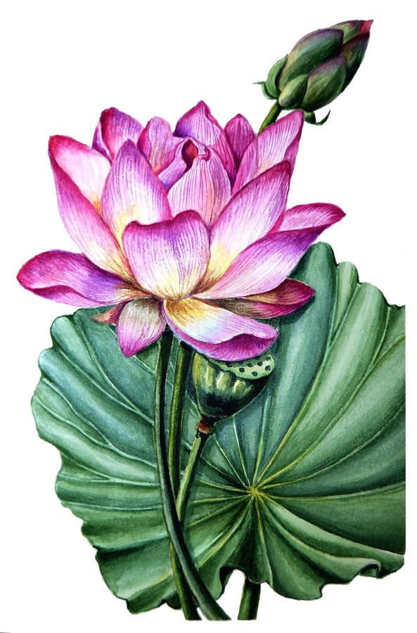Blume und Blatt rosa Lotus vektor abbildung Blume und Blatt rosa Lotus vektor abbildung