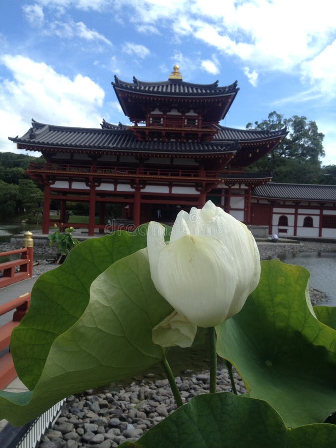 Blume und Tempel stockfotos Blume und Tempel stockfotos