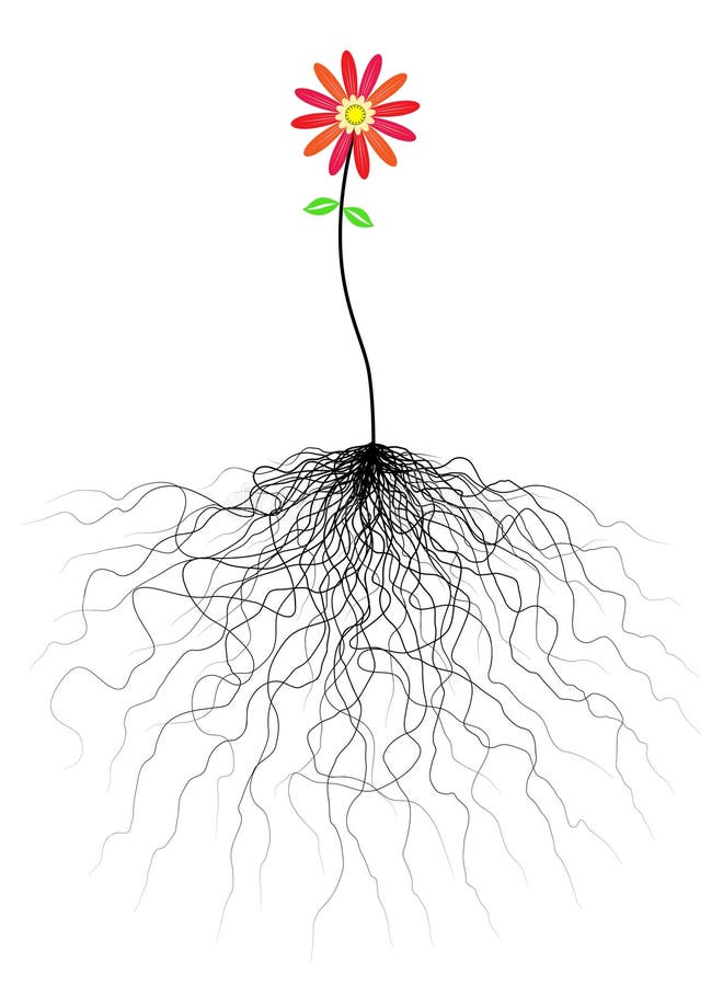 Editable vector flower illustration with tangled roots. Editable vector flower illustration with tangled roots