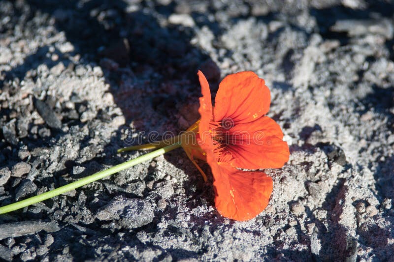 Blume von der Asche stockfoto. Bild von erhaltung, 16566598