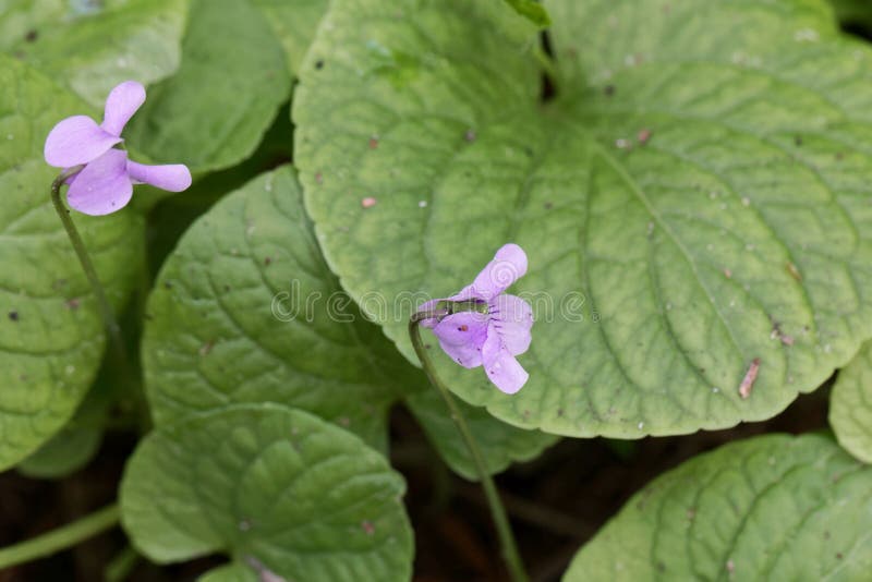 Blume von eine alpiner Sumpf violetten Viola palustris, ein wildes Veilchen von Eurasien und Nordamerika