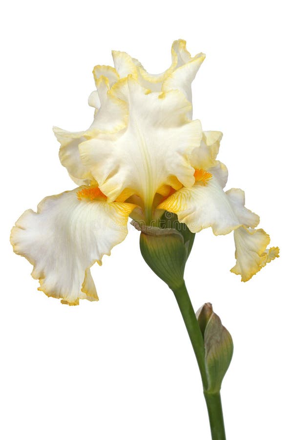 Blume von Iris, Lat. Iris, lokalisiert auf weißen Hintergründen lizenzfreie stockbilder